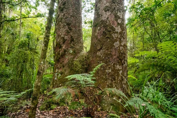 Las Plantas Verdes Cerca Árbol Viejo Bosque Nueva Zelanda —  Fotos de Stock