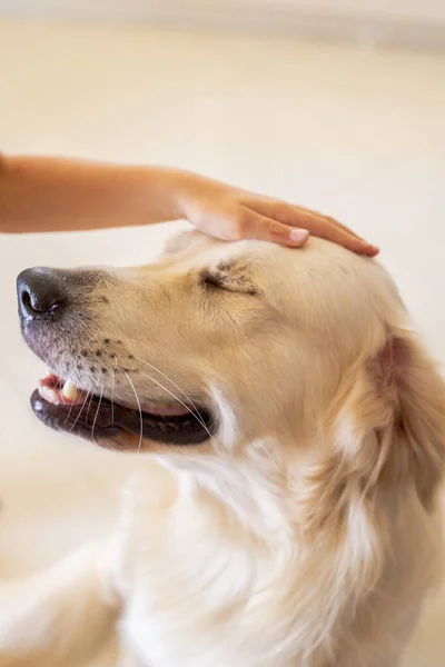 Uma Foto Vertical Cão Com Olhos Fechados Sendo Acariciados Pelo — Fotografia de Stock