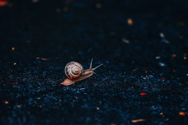 地面に小さなカタツムリのクローズアップショット — ストック写真