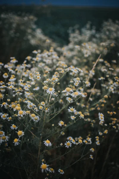 Tiro Vertical Campo Lindo Cheio Pequenas Flores Margarida Com Fundo — Fotografia de Stock