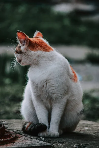 Eine Vertikale Aufnahme Einer Niedlichen Katze Die Wegschaut — Stockfoto