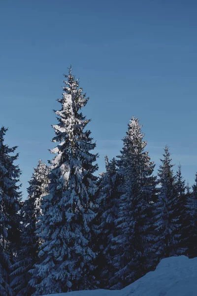 Vertikal Bild Ett Snötäckt Träd Skog — Stockfoto