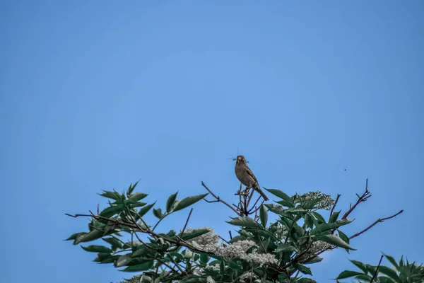 Крупный План Маленькой Птицы Воробья Сидящей Ветке Дерева — стоковое фото