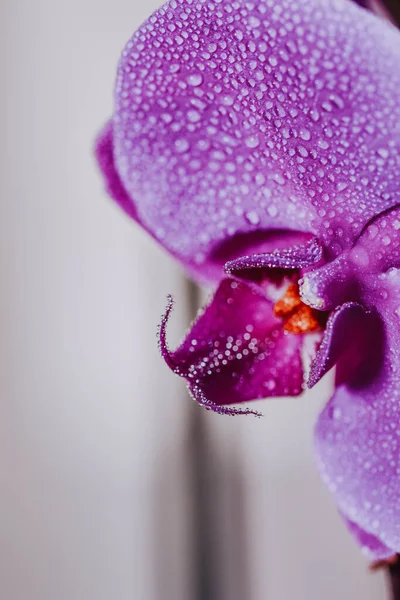 一个美丽的紫色兰花的垂直镜头 — 图库照片