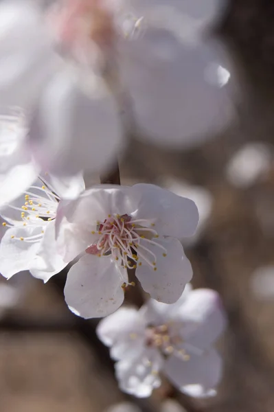 Seletivo Flores Brancas Uma Árvore Florescente — Fotografia de Stock