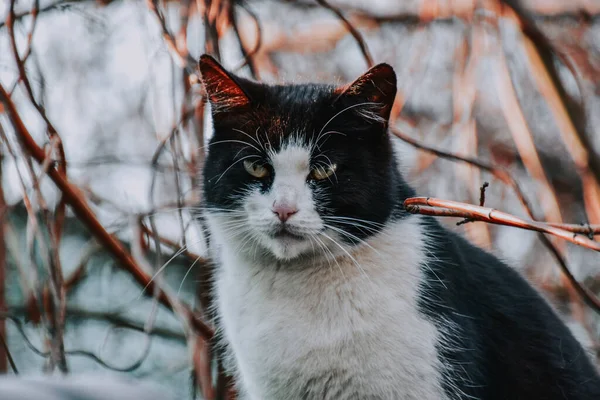 Primer Plano Gato Con Ojos Verdes Enojados —  Fotos de Stock