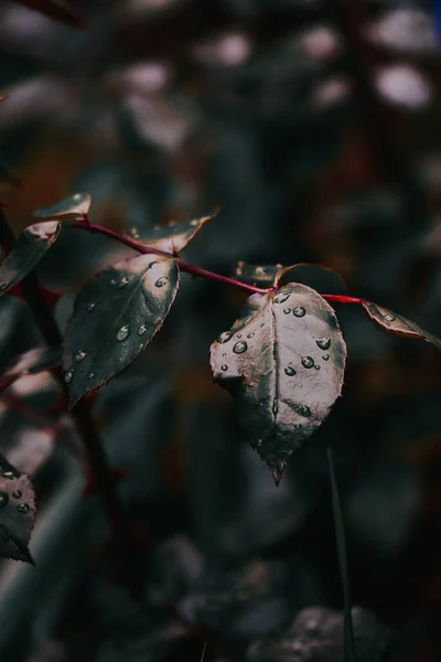 Plan Vertical Gouttelettes Eau Sur Feuille Une Plante Croissance — Photo