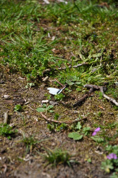 Vertikální Záběr Malého Motýla Zemi — Stock fotografie