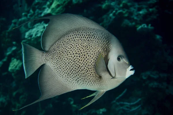 선택적으로 물속깊은 물고기를 — 스톡 사진