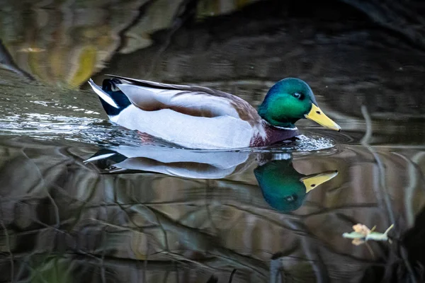一只雄性野鸭在水面上漂浮的特写镜头 — 图库照片