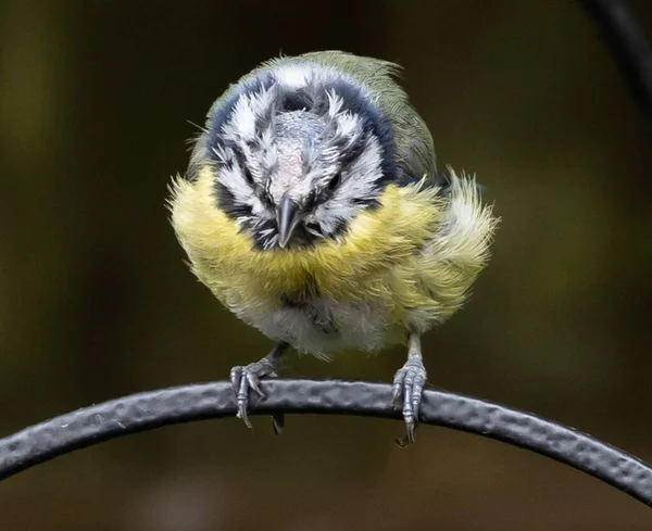Detailní Záběr Žlutě Šedého Ploutvého Ptáka Rodiny Fringillidae Stojící Černém — Stock fotografie