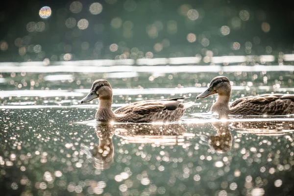 Par Patos Flutuando Superfície Água — Fotografia de Stock