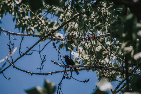 Primer Plano Mirlo Una Rama Árbol — Foto de Stock