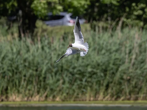 Gull White Bird Flying Low Level Blurred Green Grass Background — Stock Photo, Image