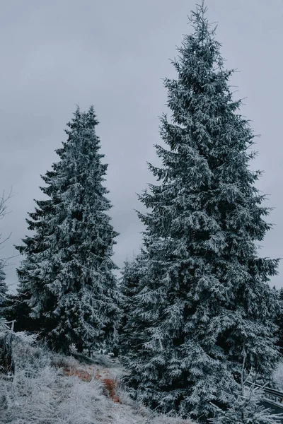 Μια Όμορφη Θέα Του Δάσους Ελάτης Που Καλύπτεται Χιόνι Χειμώνα — Φωτογραφία Αρχείου