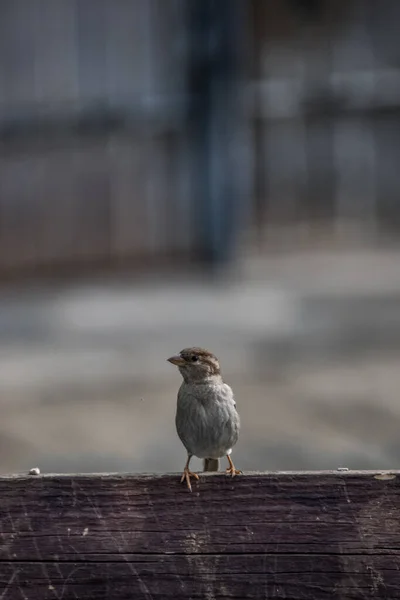 Крупный План Маленькой Птицы Воробья Деревянном Заборе — стоковое фото