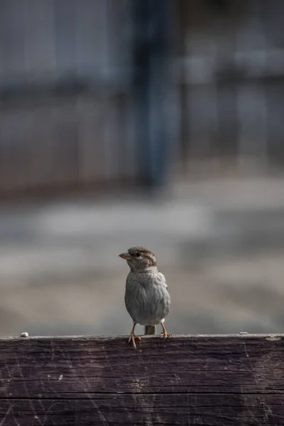 Gros Plan Petit Oiseau Moineau Sur Une Clôture Bois — Photo