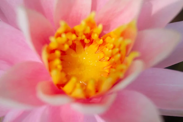 Прекрасный Розовый Лотос Пруду — стоковое фото