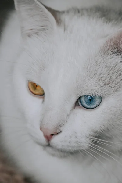 一只有着不同眼色的白色绒毛猫的特写镜头 — 图库照片