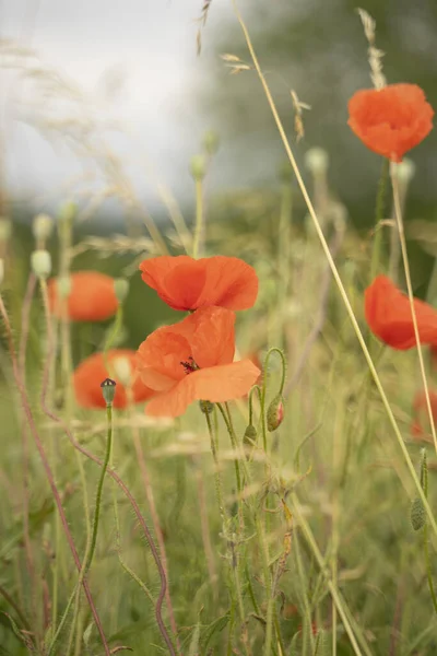 フィールド内の美しい赤ケシの花の選択 — ストック写真