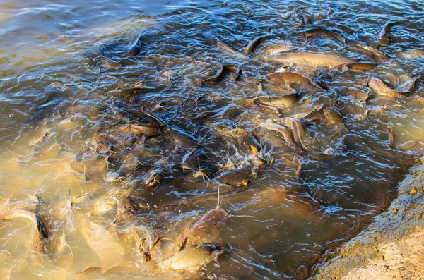 Comida Para Peixe Gato Uma Fazenda Perto Lago Tailândia Sudeste — Fotografia de Stock