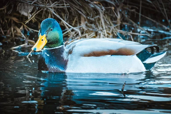 Detailní Záběr Samce Divokého Plovoucího Vodní Hladině — Stock fotografie