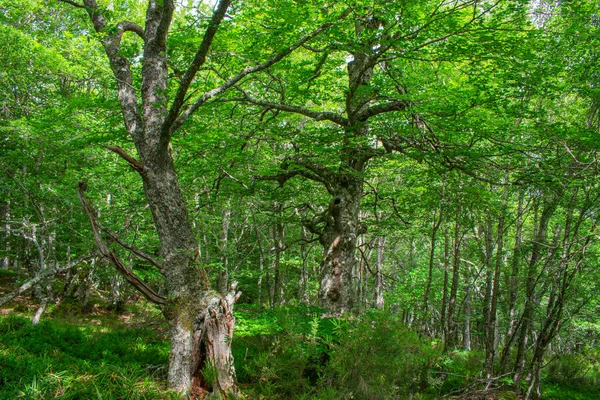 Gros Plan Une Végétation Pleine Croissance Dans Une Forêt — Photo
