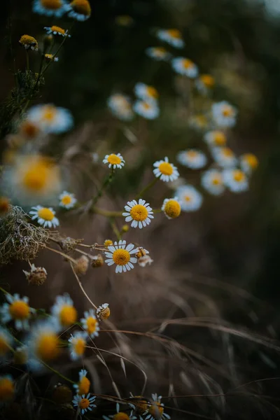 Ένα Κάθετο Πλάνο Από Μικρά Ντελικάτα Λουλούδια Μια Φωτεινή Ζεστή — Φωτογραφία Αρχείου