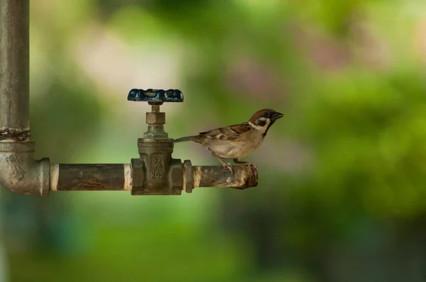 Die Vögel Die Wasserhahn Trinken — Stockfoto