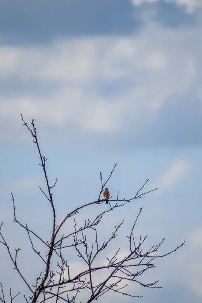 Een Verticaal Schot Van Een Common Redstart Vogel Hoog Een — Stockfoto