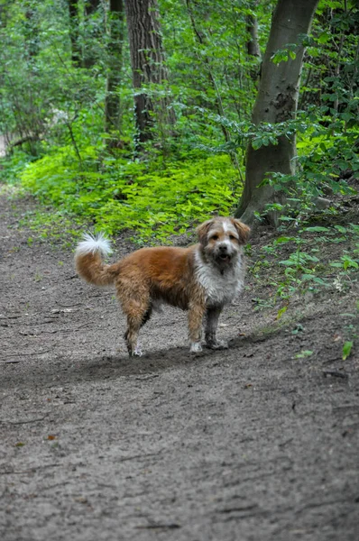 Tiro Vertical Lindo Perro Doméstico Cubierto Barro — Foto de Stock