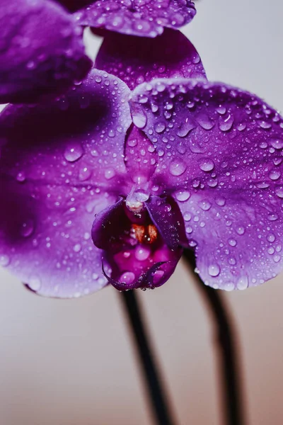 Orquídea Falaenopsis Roxa Com Gotas Água — Fotografia de Stock