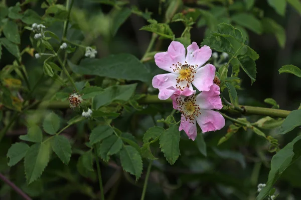 Primer Plano Flores Rosa Rosa Mosqueta Sobre Fondo Hojas Verdes — Foto de Stock