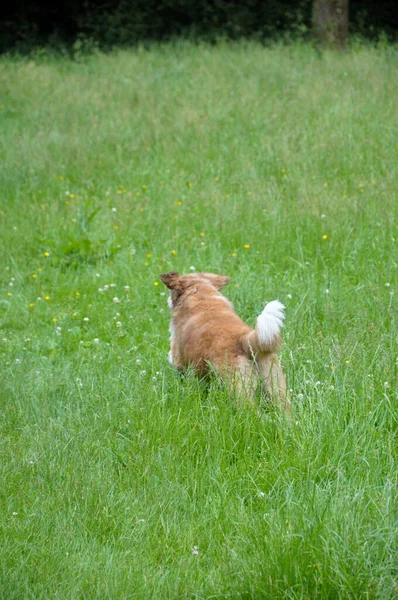 Plan Vertical Chien Domestique Mignon Courant Dans Une Herbe — Photo