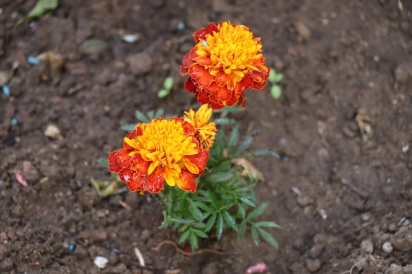 Вибірка Помаранчевих Квітів Чорнобривців Цвітіння — стокове фото