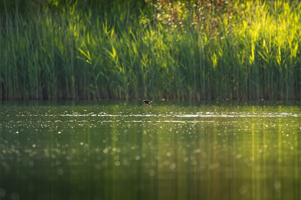 Озеро Воды Края Закате Тростниковой Водой Ласточкой Полет — стоковое фото