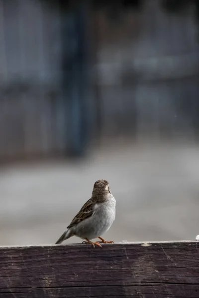 Ein Senkrechter Schuss Eines Sperlings Auf Einem Holzzaun — Stockfoto