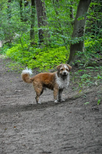 Tiro Vertical Lindo Perro Doméstico Cubierto Barro — Foto de Stock