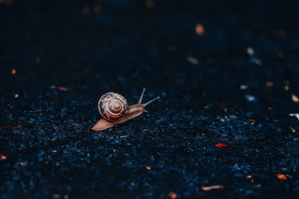 Closeup Shot Small Snail Ground — Stock Photo, Image