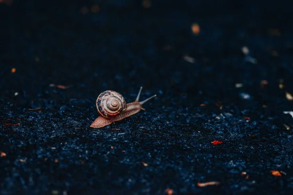 Detailní Záběr Malého Šneka Zemi — Stock fotografie