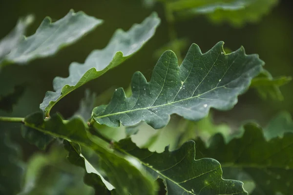 Eine Nahaufnahme Von Eichenblättern Auf Dem Baum — Stockfoto