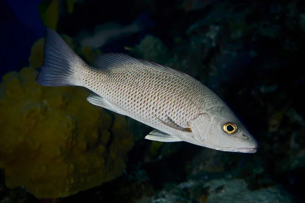 Selective Focus Shot Fish Deep Water — Stock Photo, Image