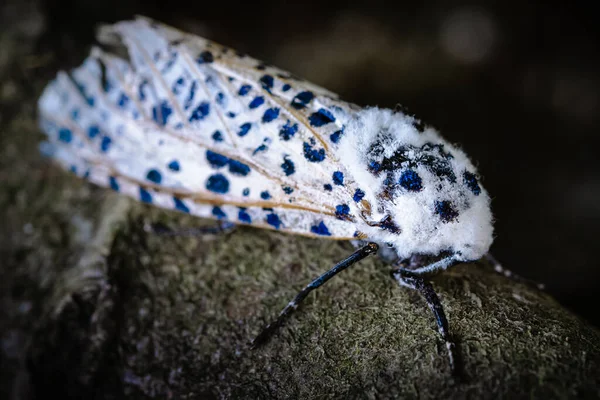 Zeuzera Pyrina Leopardmal Eller Trädleopardmal Vit Fjäril Med Blå Prickar — Stockfoto