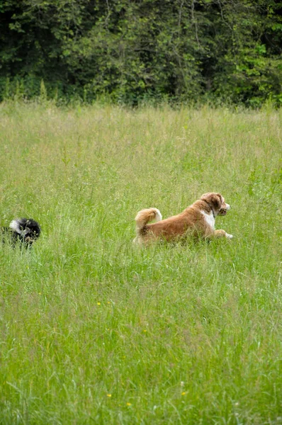 Eine Vertikale Aufnahme Von Niedlichen Haushunden Die Gras Laufen — Stockfoto