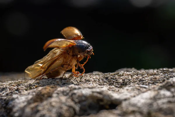 Een Close Opname Van Een Meikever Neergestreken Een Stenen Oppervlak — Stockfoto