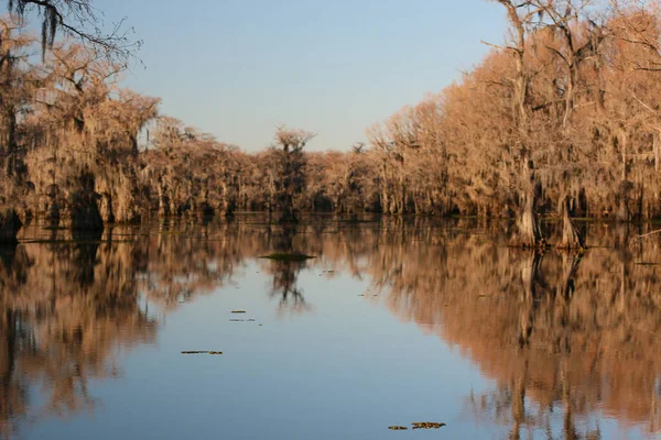 Uncertain United States Nov 2020 Closeup Mangrove Trees Forest Out — Stock Photo, Image