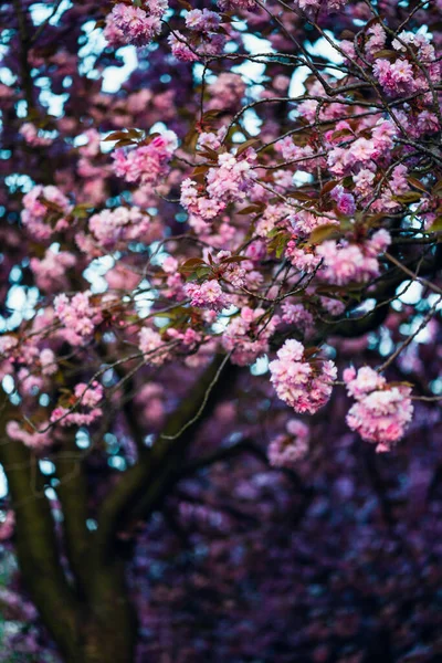 Vertikální Detailní Záběr Krásných Růžových Větví Kvetoucích Stromů Ideální Pro — Stock fotografie