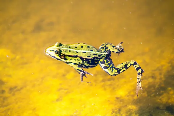 Une Grenouille Nageant Dans Lac — Photo