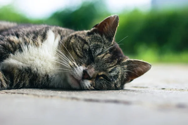 Egy Közeli Kép Egy Alvó Macskáról — Stock Fotó