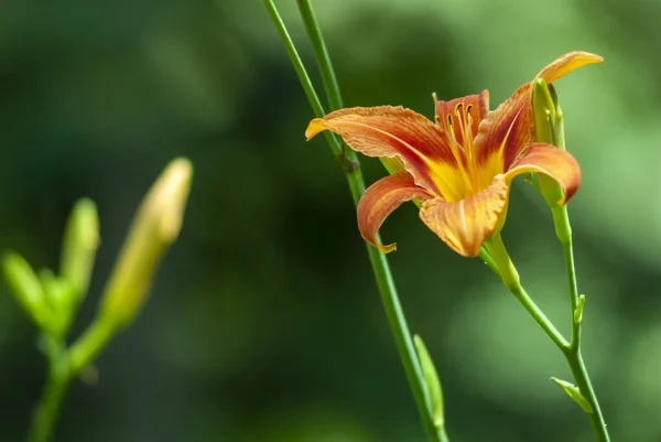 Селективный Снимок Красивого Оранжевого Цветка Лилии Открытом Воздухе Дневном Свете — стоковое фото